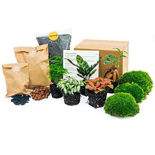 urbanjngl.com - Flaschengarten Paket - 5 Pflanzen - Calathea Lancifolia - Bonsai - Asparagus - Nachfüll & Starterpaket DIY - Pflanzenterrarium Nachfüllset - Pflanzen-Terrarium-Paket - urbanjngl.com - Flaschengarten Paket - 5 Pflanzen - Calathea Lancifolia - Bonsai - Asparagus - Nachfüll & Starterpaket DIY - Pflanzenterrarium Nachfüllset - Pflanzen-Terrarium-Paket - von urbanjngl