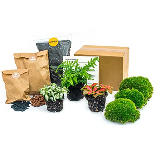 urbanjngl.com - Flaschengarten Paket Farn - 3 Pflanzen - Nachfüll & Starterpaket DIY - Pflanzenterrarium Nachfüllset - Pflanzen-Terrarium-Paket - Terrarium urbanjngl.com - Flaschengarten Paket Farn - 3 Pflanzen - Nachfüll & Starterpaket DIY - Pflanzenterrarium Nachfüllset - Pflanzen-Terrarium-Paket - Terrarium von urbanjngl