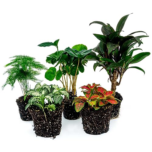 Plant Terrarium Set - Coffea Arabica - 5 Plants - Coffea Arabica - Palm - Asparagus - Red & White Fittonia - DIY - Terrarium Komplett Set - Pflanzenterrarium - urbanjngl | von urbanjngl