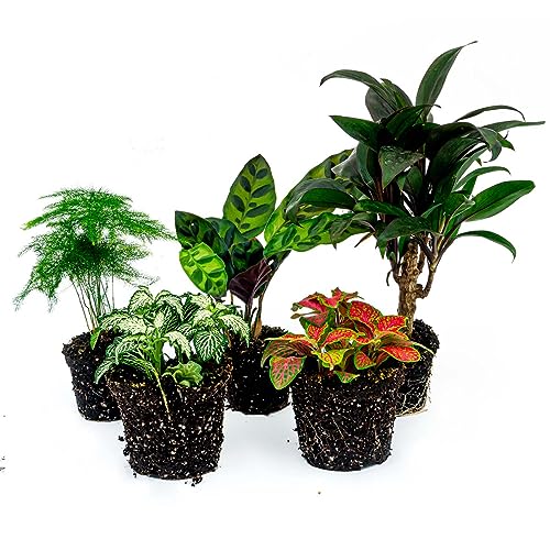 Plant Terrarium Set - Lancifolia - 5 Plants - Palm - Calathea Lancifolia - Asparagus - Red & White Fittonia - DIY - Terrarium Komplett Set - Pflanzenterrarium - urbanjngl | von urbanjngl