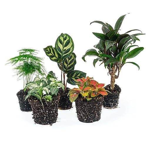 Plant Terrarium Set - Makoyana - 5 Plants - Palm - Calathea Makoyana - Asparagus - Red & White Fittonia - DIY - Terrarium Komplett Set - Pflanzenterrarium - urbanjngl | von urbanjngl