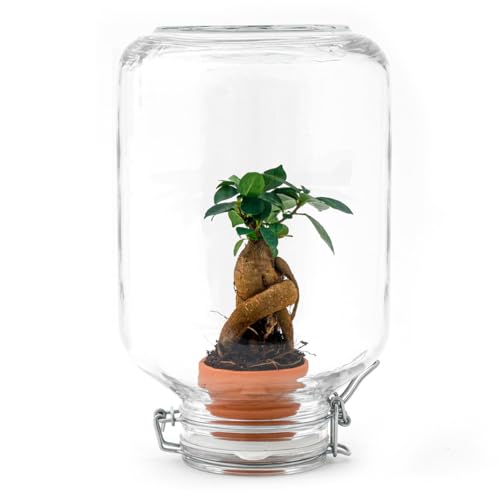 urbanjngl.com - Easyplant • Coffea Arabica • Flaschengarten Paket - Bonsai - Do-It-Yourself Paket - DIY-Set - Pflanze im Glas - Komplettset Terrarium - Pflanzenterrarium urbanjngl.com - Easyplant • Coffea Arabica • Flaschengarten Paket - Bonsai - Do-It-Yourself Paket - DIY-Set - Pflanze im Glas - Komplettset Terrarium - Pflanzenterrarium von urbanjngl