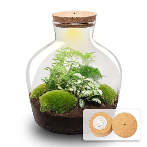 urbanjngl.com - Flaschengarten - Fat Joe Grün - Ökosystem mit Pflanzen im Glas - ↑ 30 cm Yes - Do-It-Yourself Paket - DIY-Set - Pflanze im Glas - Komplettset Terrarium - Pflanzenterrarium Yes von urbanjngl