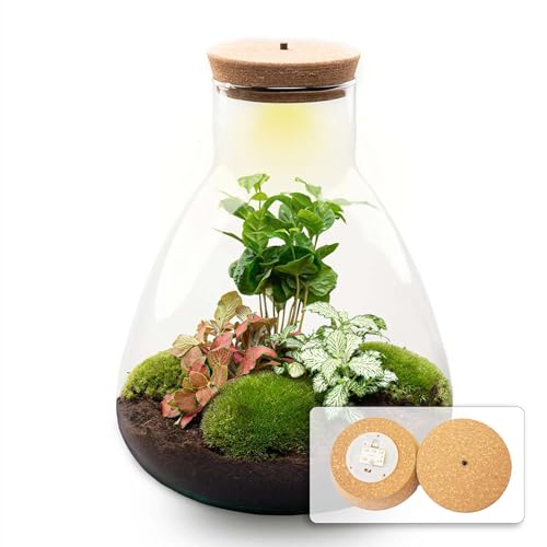 urbanjngl.com - Flaschengarten - Sam Coffea - Pflanzen im Glas mit Licht - ↑ 30 cm Sam led coffea - Do-It-Yourself Paket - DIY-set - Pflanze im Glas - Komplettset Terrarium - Pflanzenterrarium Sam led von urbanjngl