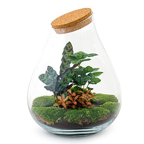 urbanjngl.com - Flaschengarten • Drop XXL Rot • Ökosystem mit Pflanzen im Glas • ↑ 43 cm - Terrarium kit - Do-It-Yourself Paket - DIY-Set - Pflanze im Glas - Komplettset Terrarium - Pflanzenterrarium urbanjngl.com - Flaschengarten • Drop XXL Rot • Ökosystem mit Pflanzen im Glas • ↑ 43 cm - Terrarium kit - Do-It-Yourself Paket - DIY-Set - Pflanze im Glas - Komplettset Terrarium - Pflanzenterrarium von urbanjngl