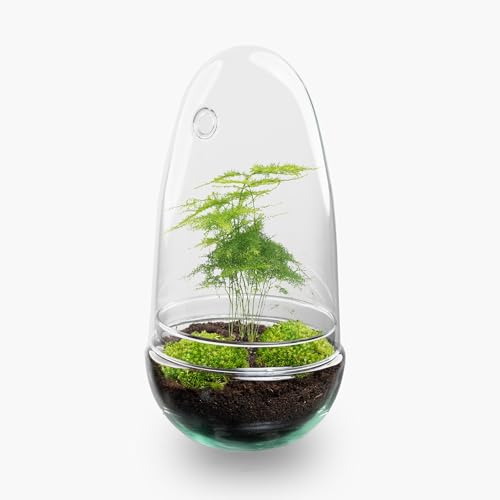 urbanjngl.com - Flaschengarten • Egg • Pflanzen im Glas • ↑ 25 cm - Asparagus - Do-It-Yourself Paket - DIY-Set - Pflanze im Glas - Komplettset Terrarium - Pflanzenterrarium urbanjngl.com - Flaschengarten • Egg • Pflanzen im Glas • ↑ 25 cm - Asparagus - Do-It-Yourself Paket - DIY-Set - Pflanze im Glas - Komplettset Terrarium - Pflanzenterrarium von urbanjngl