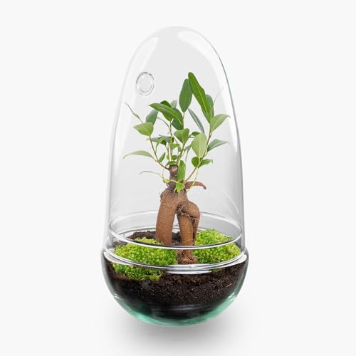 urbanjngl.com - Flaschengarten • Egg • Pflanzen im Glas • ↑ 25 cm - Bonsai - Do-It-Yourself Paket - DIY-Set - Pflanze im Glas - Komplettset Terrarium - Pflanzenterrarium urbanjngl.com - Flaschengarten • Egg • Pflanzen im Glas • ↑ 25 cm - Bonsai - Do-It-Yourself Paket - DIY-Set - Pflanze im Glas - Komplettset Terrarium - Pflanzenterrarium von urbanjngl