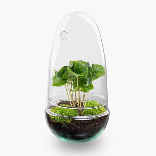 urbanjngl.com - Flaschengarten • Egg • Pflanzen im Glas • ↑ 25 cm - Coffea Arabica - Do-It-Yourself Paket - DIY-Set - Pflanze im Glas - Komplettset Terrarium - Pflanzenterrarium urbanjngl.com - Flaschengarten • Egg • Pflanzen im Glas • ↑ 25 cm - Coffea Arabica - Do-It-Yourself Paket - DIY-Set - Pflanze im Glas - Komplettset Terrarium - Pflanzenterrarium von urbanjngl