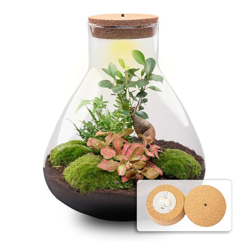 urbanjngl.com - Flaschengarten • Sam XL mit Bonsai - Rot Fittonia • Ficus Ginseng • ↑ 35 cm - Yes - Do-It-Yourself Paket - DIY-Set - Pflanze im Glas - Komplettset Terrarium - Pflanzenterrarium von urbanjngl