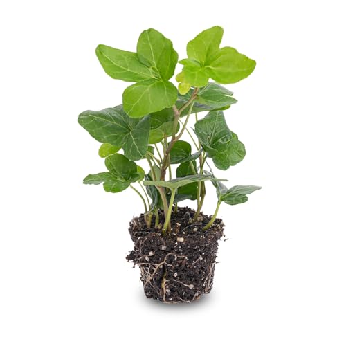 urbanjngl.com - Hedera helix - Ø 7 cm urbanjngl.com - Hedera helix - Ø 7 cm von urbanjngl