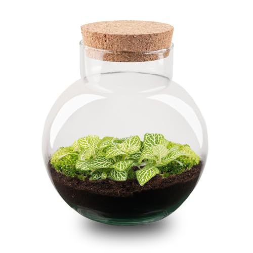 urbanjngl.com - Pflanzenterrarium - Noah - DIY-Set - ↑ 20 cm - Fittonia Joly Lemon - Do-It-Yourself Paket - DIY-Set - Pflanze im Glas - Komplettset Terrarium urbanjngl.com - Pflanzenterrarium - Noah - DIY-Set - ↑ 20 cm - Fittonia Joly Lemon - Do-It-Yourself Paket - DIY-Set - Pflanze im Glas - Komplettset Terrarium von urbanjngl
