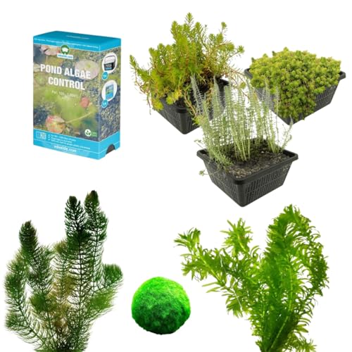 vdvelde.com - Algenbekämpfungs und Präventionspaket - M - 500-1250 L - 24 Pflanzen für 500-1.250 L - Sauerstoffpflanzen + Extras - Platzierung: -1 bis -20 cm von vdvelde.com