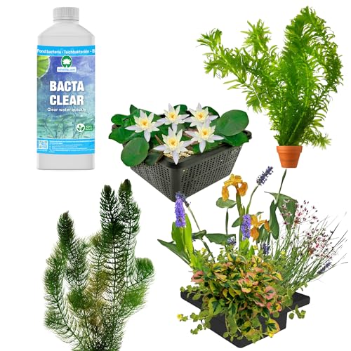 vdvelde.com - Reiher Abwehr Teichpaket - M - 500-1.250 L - - 12 Pflanzen für 500-1.250 L- Schützt die Fische vor Fressfeinden- Platzierung: Lose im Teich vdvelde.com - Reiher Abwehr Teichpaket - M - 500-1.250 L - - 12 Pflanzen für 500-1.250 L- Schützt die Fische vor Fressfeinden- Platzierung: Lose im Teich von vdvelde.com