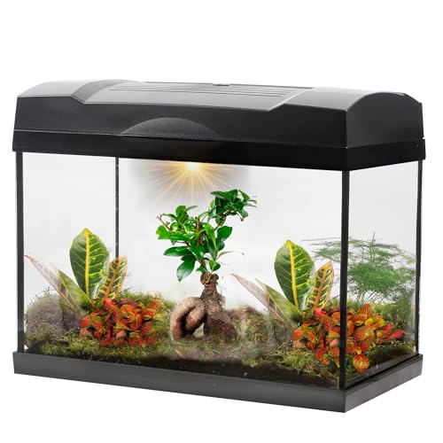 vdvelde.com - Tropisches Bonsai-Mega-Terrarium - - 1 Bonsai + 5 farbige Pflanzen- Abmessungen: 39x21x31 cm- Netzgebundene Beleuchtung von vdvelde.com