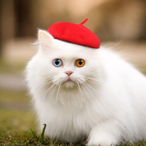 Haustier Katze Beret Kopfbedeckung Zubehör, Entzückende Kostüm Katze Berets Geeignet für Haustier Fotografie Dressing Up Maler, Haustier Kostüme Kopfbedeckung Zubehör (Rot, Einheitsgröße) von ywkiyrs