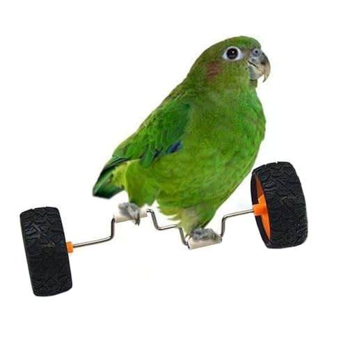 yybng Parrot Balance Bike,Interaktives Trainingsfahrrad Spielzeug | Käfig Sportzubehör Nymphensittiche Balance Fahrzeug Für Sitzstange Aus Holz Glastisch,Heimtierladen Tischdekoration Vitrine von yybng
