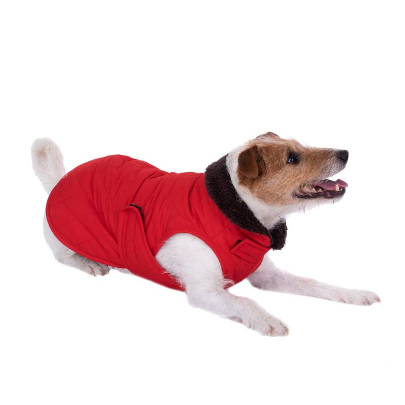 Hundemantel Steppmuster - ca. 60 cm Rückenlänge von zooplus Exclusive