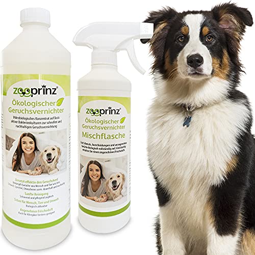 zooprinz Geruchsentferner Konzentrat - Geruchsneutralisierer und Enzymreiniger - Hygienische Reinigung in Haushalt und Tierhaltung - Effektiver Geruchskiller bei Urin, Speichel,Erbrochenem zooprinz Geruchsentferner Konzentrat - Geruchsneutralisierer und Enzymreiniger - Hygienische Reinigung in Haushalt und Tierhaltung - Effektiver Geruchskiller bei Urin, Speichel,Erbrochenem von zooprinz